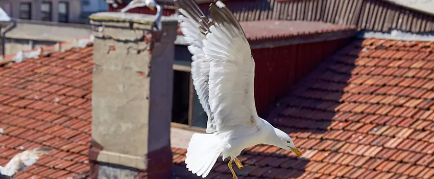 Residential Chimney Animal Removal Solution in Lynwood, CA